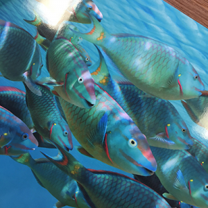 Fabu-Gloss Showcards