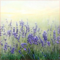 Photo Upload 24x24" with premium frame Photo Canvas by Templatecloud 