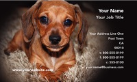 Animals 2" x 3.5" Business Cards by Templatecloud 